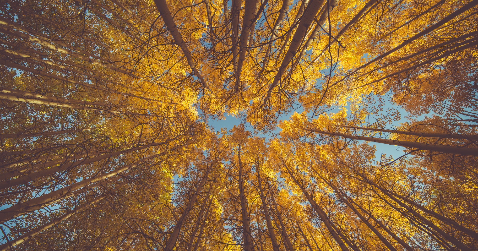 The importance of Gratitude